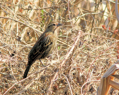 birdwatching_3_march_2011