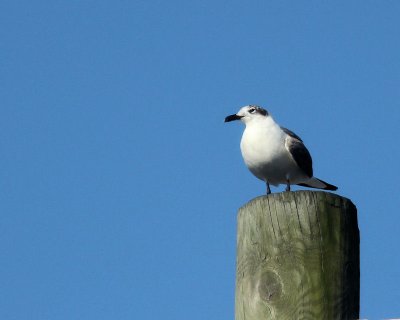 pbase 05 20110303_12.jpg