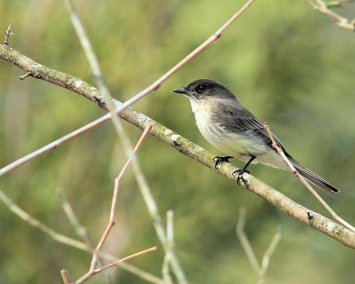 pbase 07 20110303_269.jpg