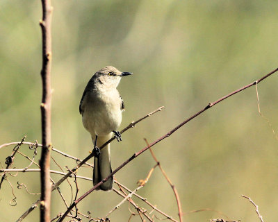 pbase 08 20110303_223.jpg