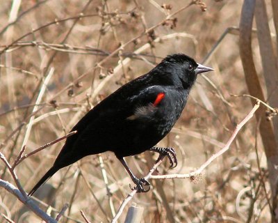pbase 10 20110303_179.jpg