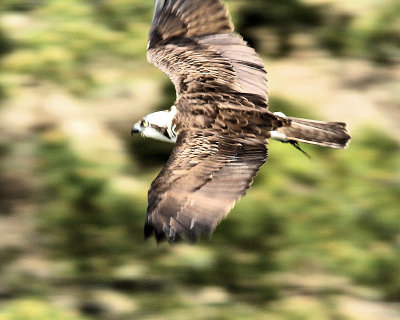 pbase 11 20110303_297.jpg