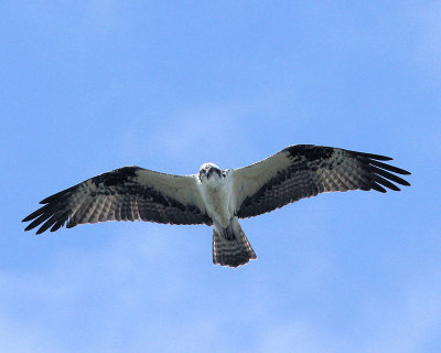 pbase 12 20110303_329.jpg