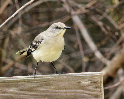 pbase 14 20110303_354.jpg