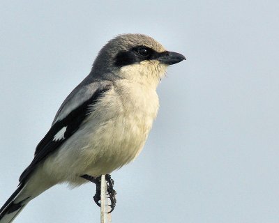 birds_7_flwrs_19_april_2011
