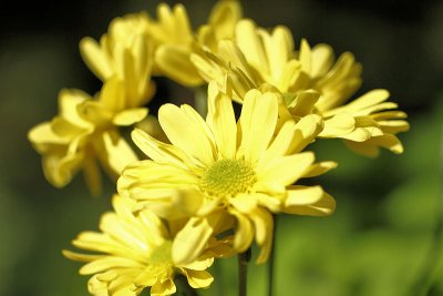 pbase02 - 1 foot - f2.8 - 20110423_102.jpg