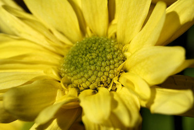 pbase07 - closeup f7 - 20110423_91.jpg