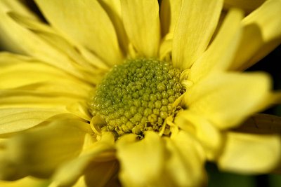 pbase08 - closeup - f4 - 20110423_88.jpg