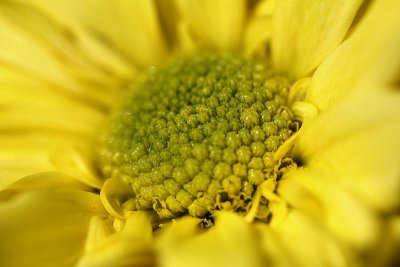 pbase10 -  macro f3.5 - 20110423_86.jpg