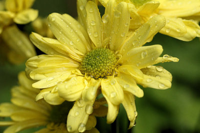 pbase13 F5.6 - 20110424_4.jpg