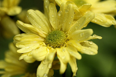 100mm_macro_exp_2