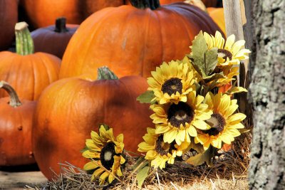 Pumpkins  Flowers by Dale Palmer.jpg