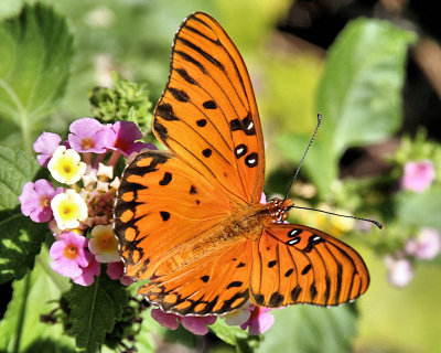 Butterfly by Dale Palmer.jpg