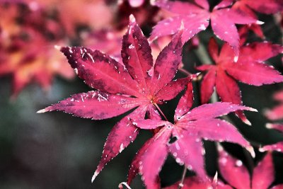 red leaves - IMG_7325.jpg