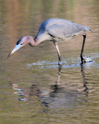 little blue heron hunting