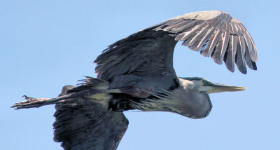 04 - Heron in flight.jpg