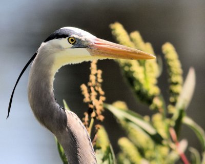 05 - Heron Head.jpg