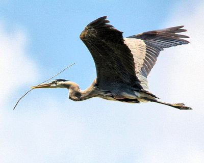 06 - Heron.jpg