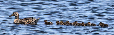 07 - Ten Ducklings.jpg