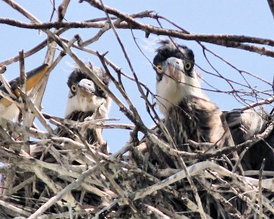 09 Heron Chicks.jpg