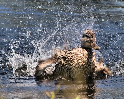 10 - Duck Splashing.jpg