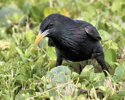 Black Bird - IMG_4563.jpg