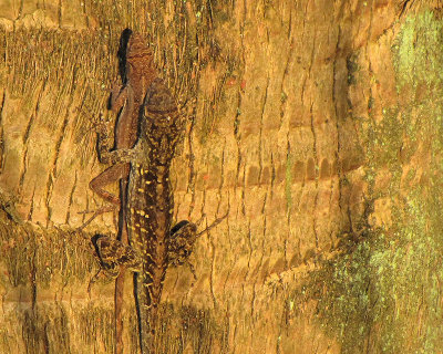 03 Anoles Mating - IMG_8539.jpg