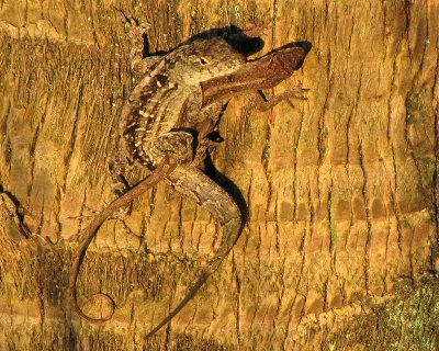 anoles_mating