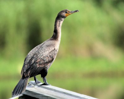 02 - cormorant - IMG_4420.jpg