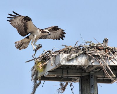 Osprey with fish - IMG_5815.jpg