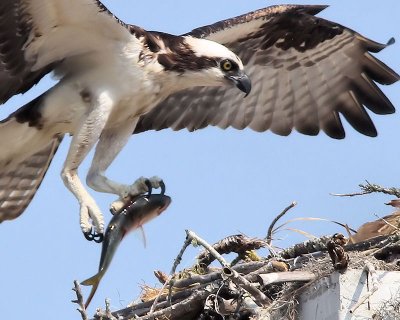 Osprey with fish - IMG_5815 c.jpg