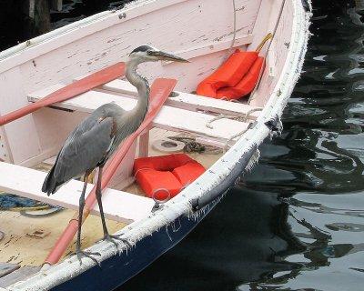 Heron fishing from a boat - IMG_6616.jpg