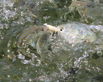 06 - Feeding the fish.jpg