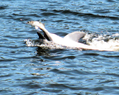 03 - dolphin on back with fish.jpg