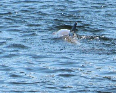 04 - dolphin.jpg