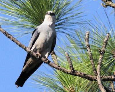 07 - kite in tree.jpg