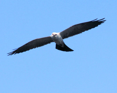 04 - Kite.jpg