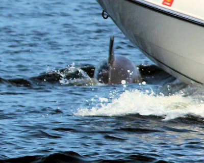 03 - dolphin  boat.jpg