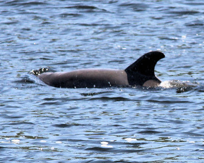02 - dolphin.jpg