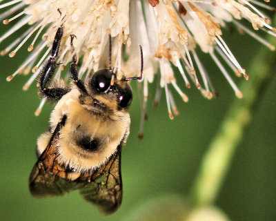 06 - bee on flower.jpg