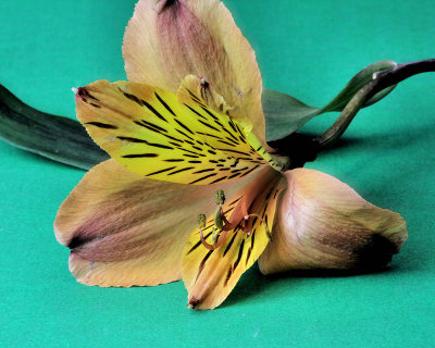 03 - flower on green.jpg