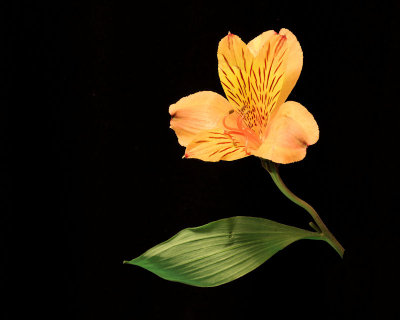 04 - with leaf.jpg