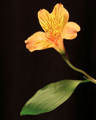 05 - portrait of yellow on black.jpg