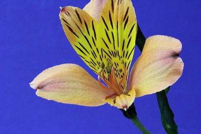 07 - flower on blue.jpg