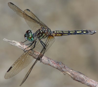 Blue Dasher