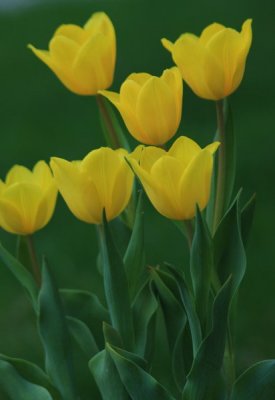 Display of Blooming Yellow Tulips