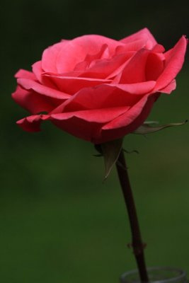 A Single Rose For The One I Love
