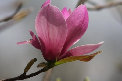 Pink Magnolias
