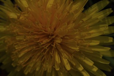 Macro Shot