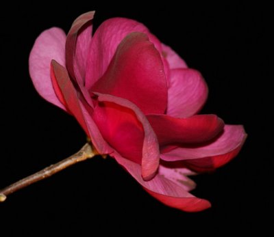 Pink Rose
